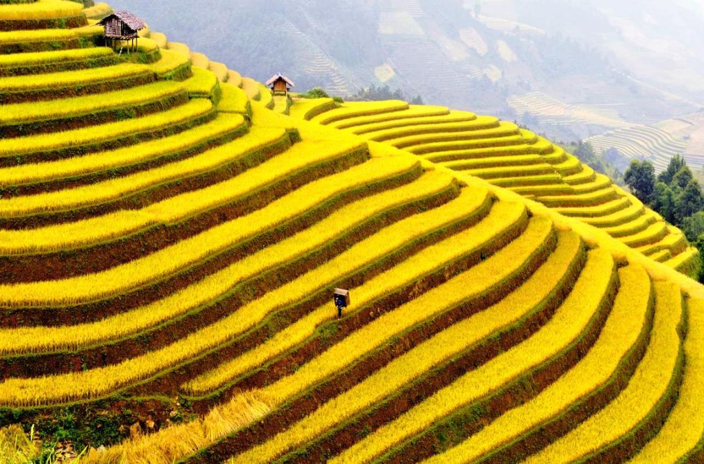 Khoảng tháng 9–10, ruộng bậc thang Hoàng Su Phì phủ sắc vàng theo những đường cong trên sườn núi.