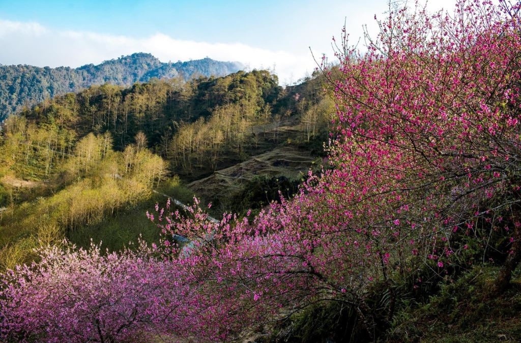Từ tháng 1 đến tháng 3, hoa đào, hoa mận và hoa lê nở rộ tại nhiều bản làng Hà Giang. (Ảnh: Sưu tầm)