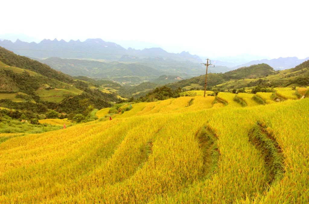 Khoảng tháng 9 đến giữa tháng 10, ruộng bậc thang Hoàng Su Phì chuyển sang sắc vàng rực rỡ