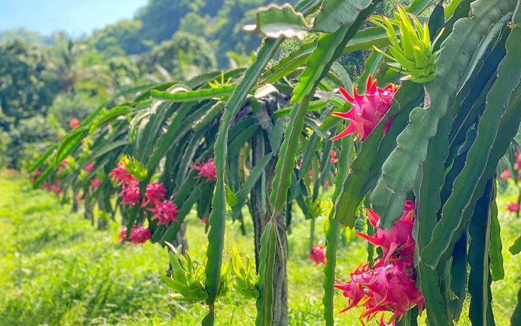 Vườn thanh long Xuyên Mộc 
