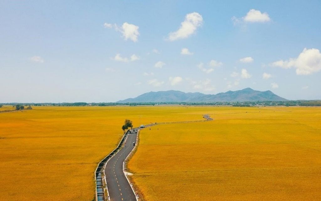 Cánh đồng lúa Suối Rao 