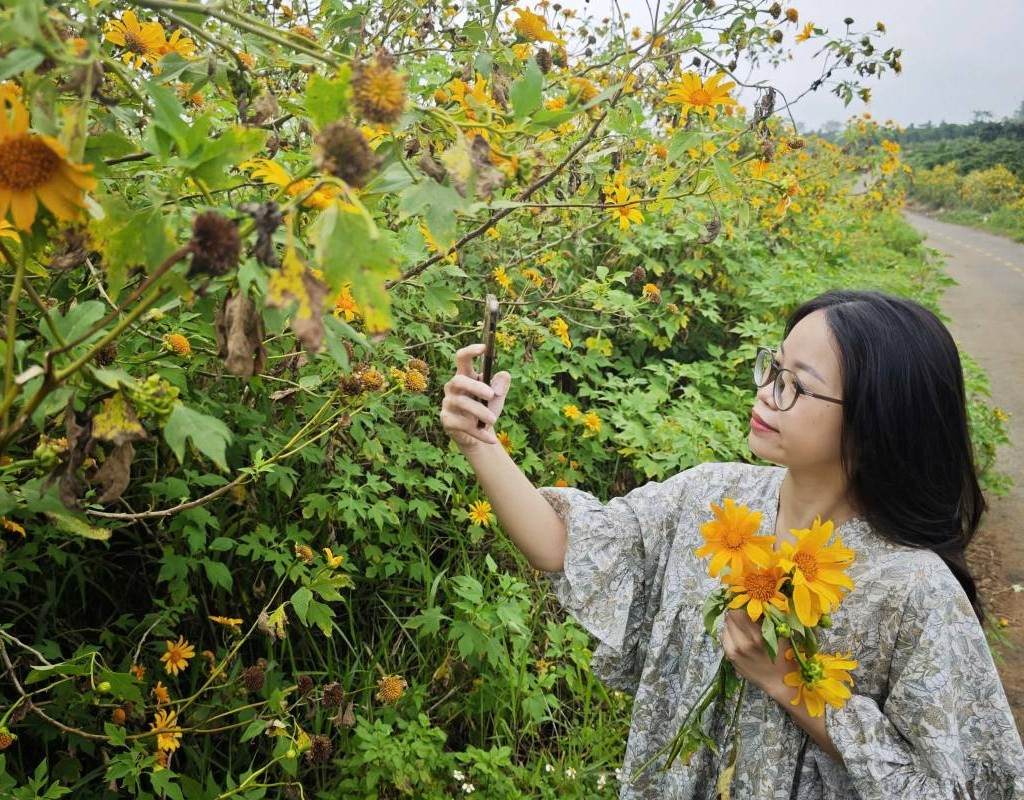 Mê Linh Coffee Garden với hoa dã quỳ vàng nở dọc lối đi.