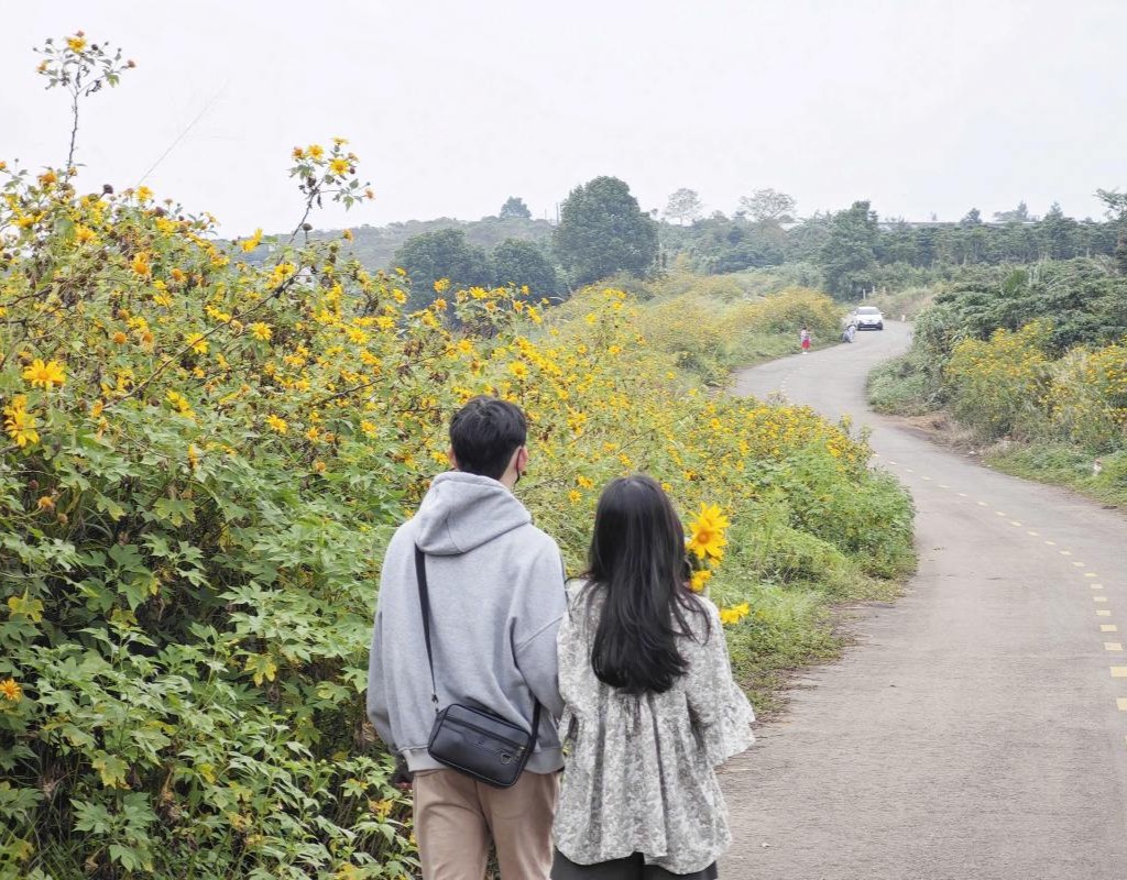 Tiệm cà phê Túi Mơ To mùa hoa dã quỳ với hoa dã quỳ vàng và cúc họa mi trắng.