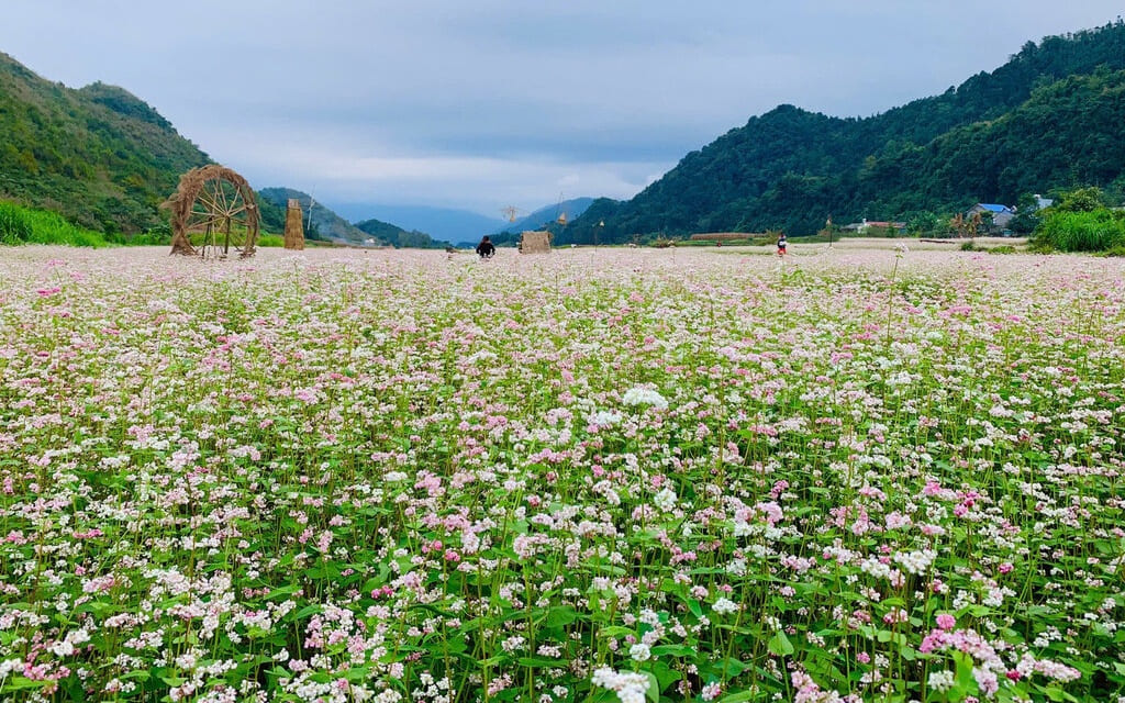 Hoa tam giác mạch Hà Giang