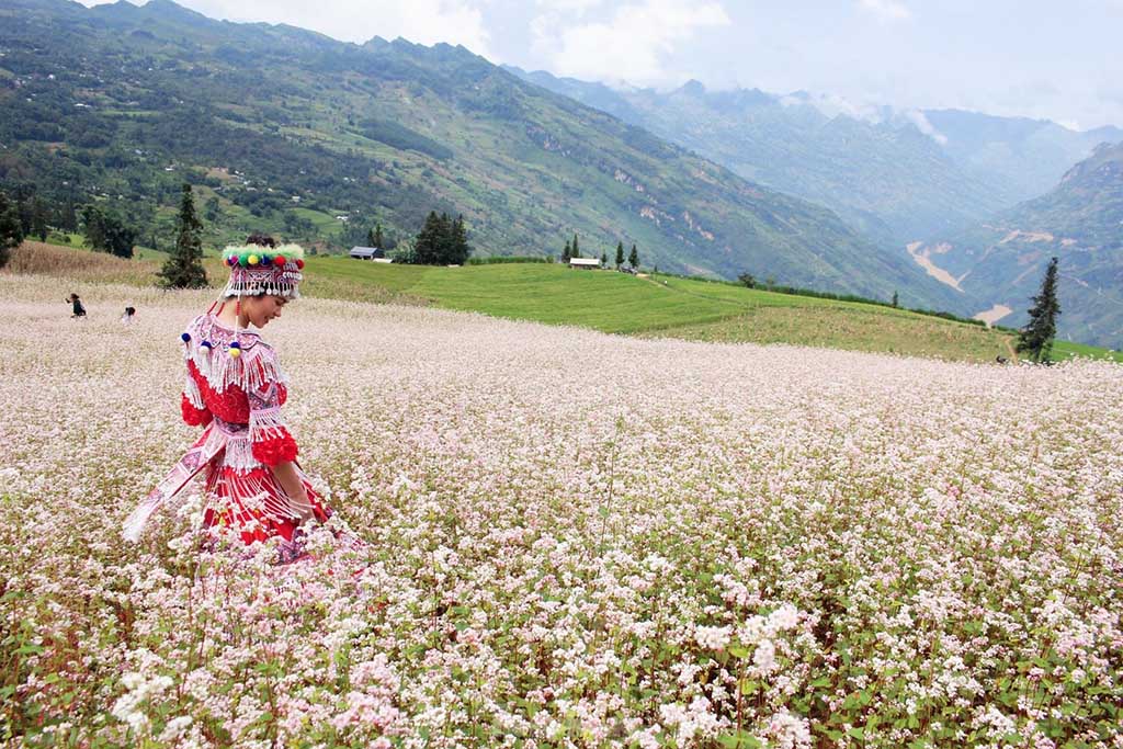 Lịch trình khám phá Hà Giang mùa hoa tam giác mạch