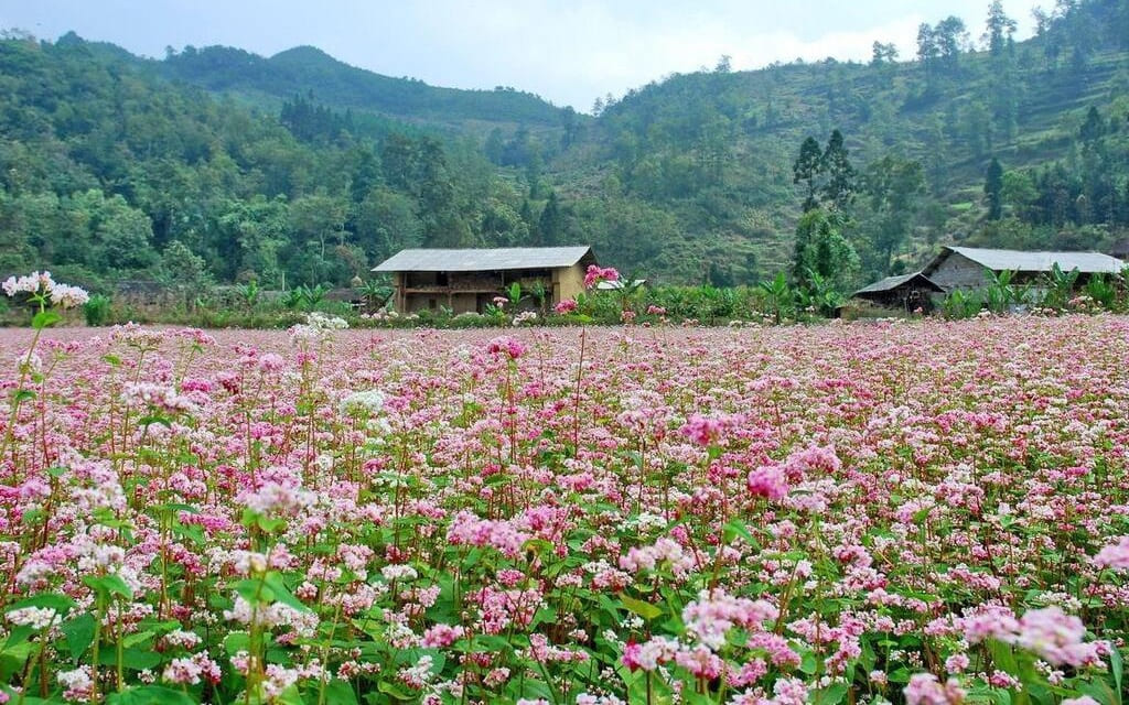 Mùa hoa tam giác mạch Hà Giang đẹp nhất