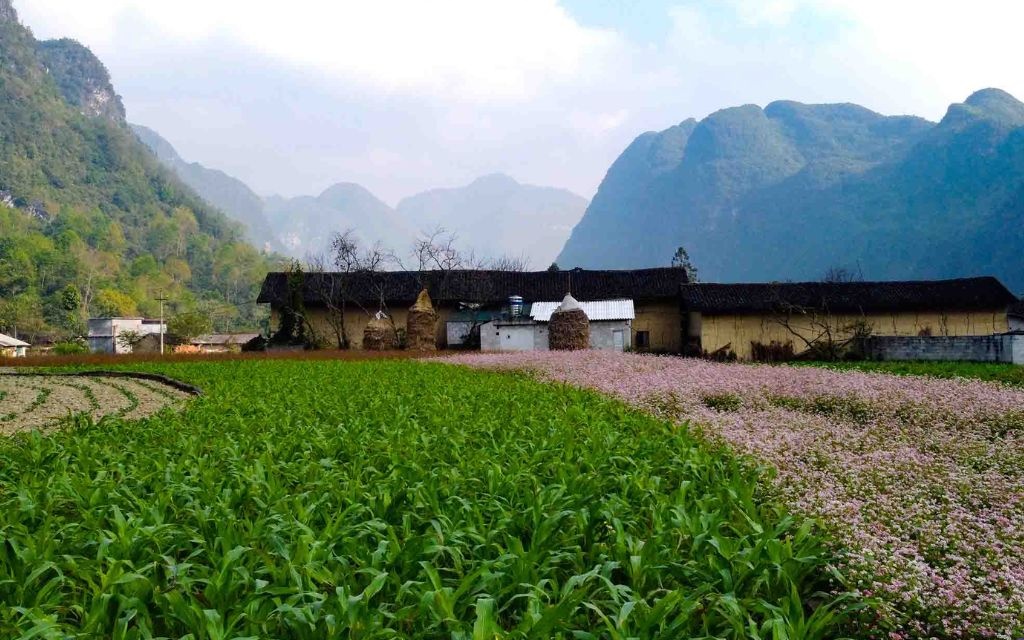 Hoa tam giác mạch bản Phố Cáo