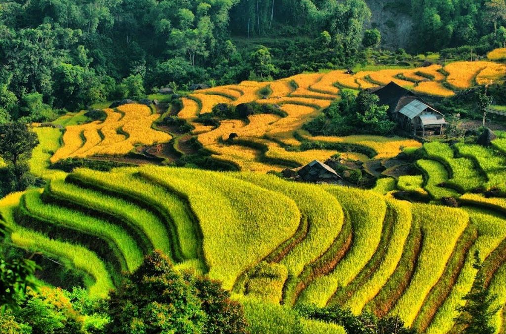 Những thửa ruộng bậc thang Nậm Ty nhuộm vàng sườn núi vào mùa thu hoạch