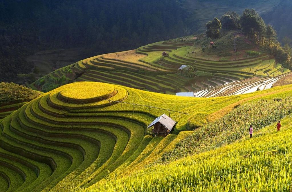 ruộng bậc thang hồ thầu