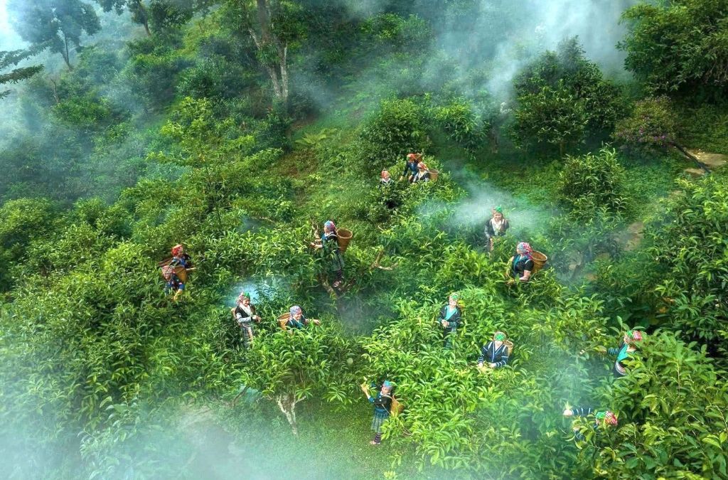 Người dân thu hái chè Shan tuyết cổ thụ tại thôn Phìn Hồ Hoàng Su Phì.