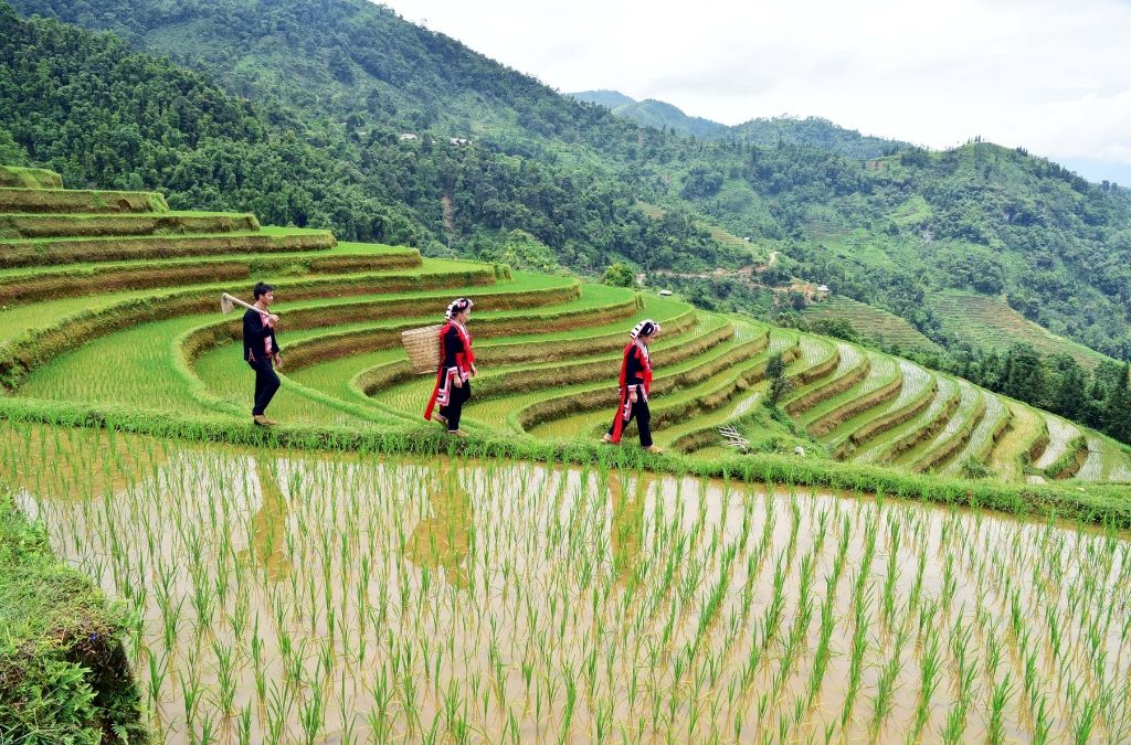 Du khách trekking cùng người Dao Đỏ tại Hoàng Su Phì.