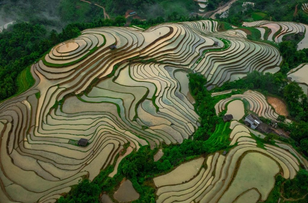 Người dân gieo cấy lúa trên ruộng bậc thang Hoàng Su Phì mùa nước đổ.