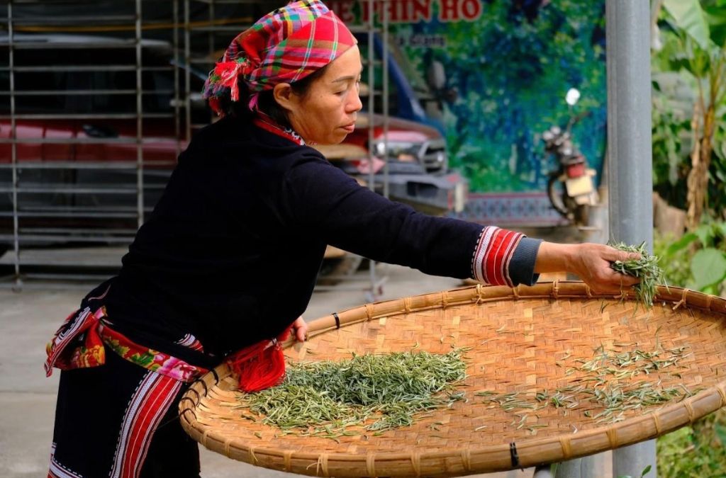 Người dân trải lá chè Shan tuyết trên mẹt tre ở Hoàng Su Phì.