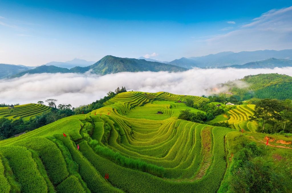 Ruộng bậc thang Hoàng Su Phì mùa lúa xanh mướt.