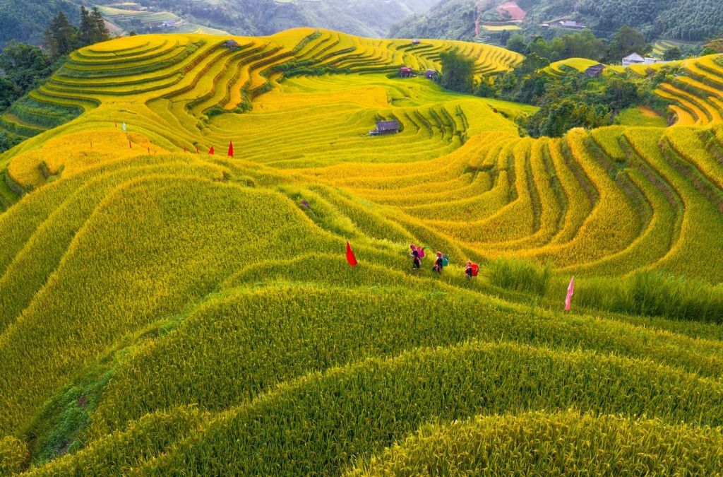 Ruộng bậc thang Hoàng Su Phì mùa lúa chín tháng 9–10.
