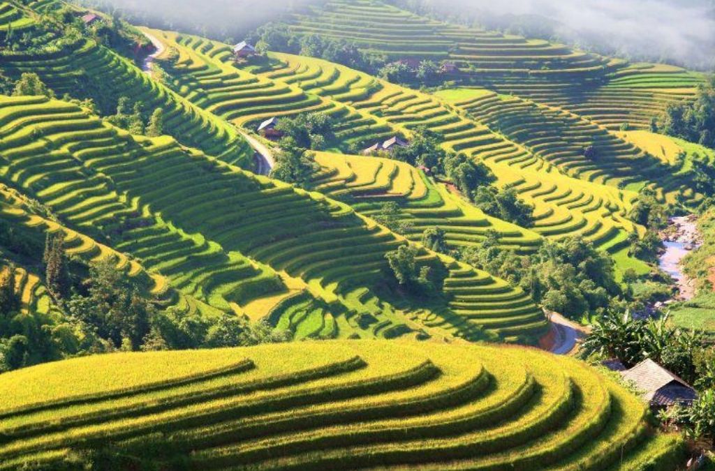 Ruộng bậc thang Bản Luốc Hoàng Su Phì vàng óng mùa lúa chín.