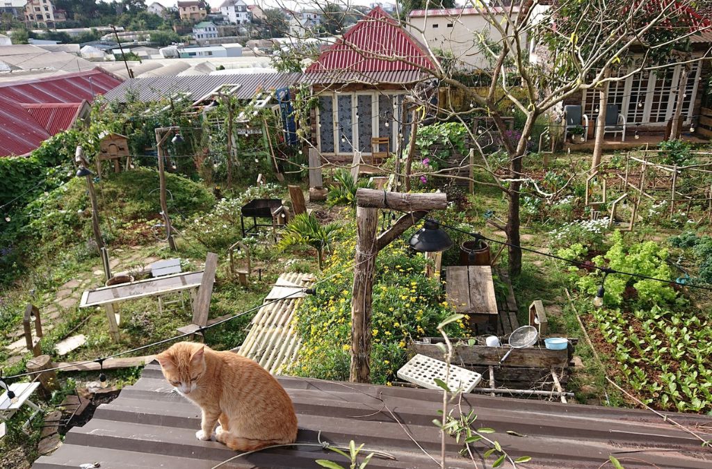 Khu vườn The Burrow Dalat với bàn ghế gỗ và một chú mèo