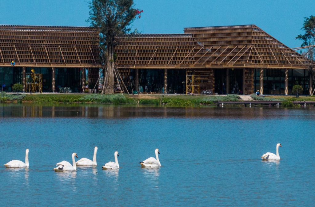 Đàn thiên nga trên hồ tại khu đô thị Ecopark