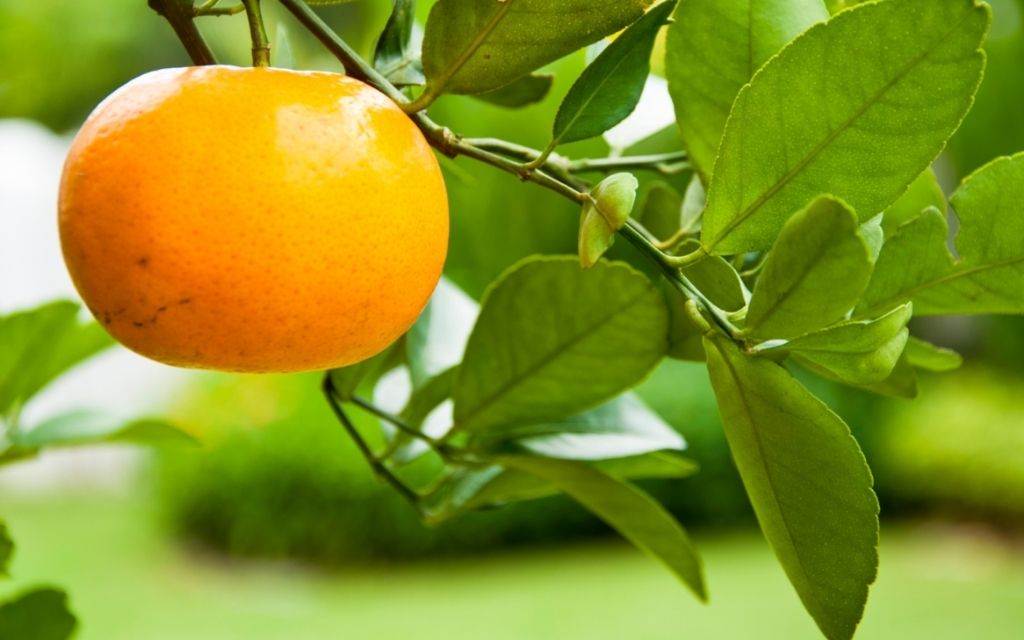 Quýt Jeju tươi ngon và các sản phẩm từ quýt đặc sản địa phương