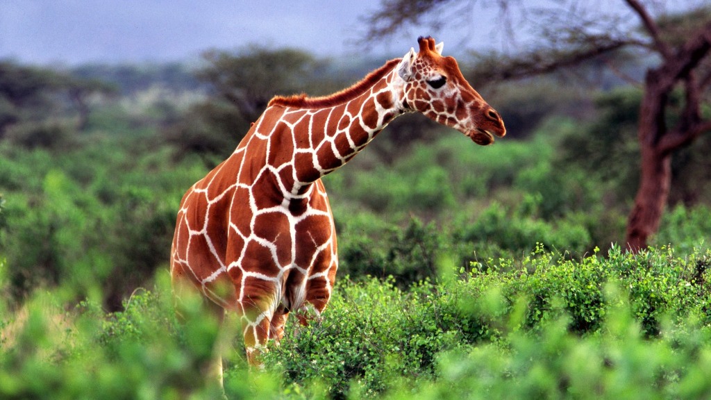 kinh nghiệm du lịch kenya  