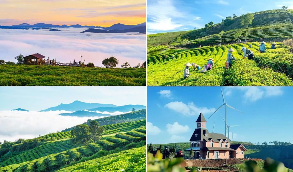 Đồi chè Cầu Đất xanh mướt