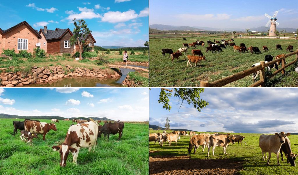 Đồng cỏ Dalat Milk Farm Đà Lạt