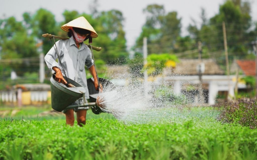 Làng rau Trà Quế