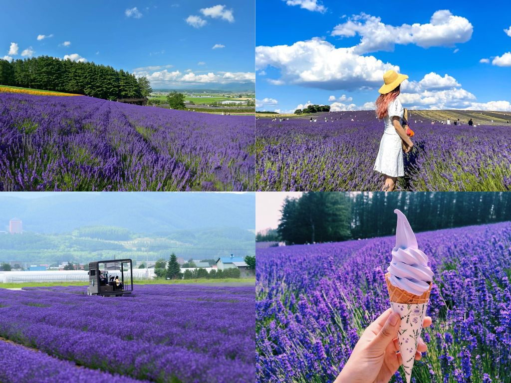 Cánh đồng hoa lavender ở Furano