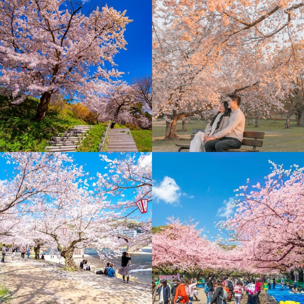 Mùa hoa anh đào ở Hokkaido đẹp như những thước phim