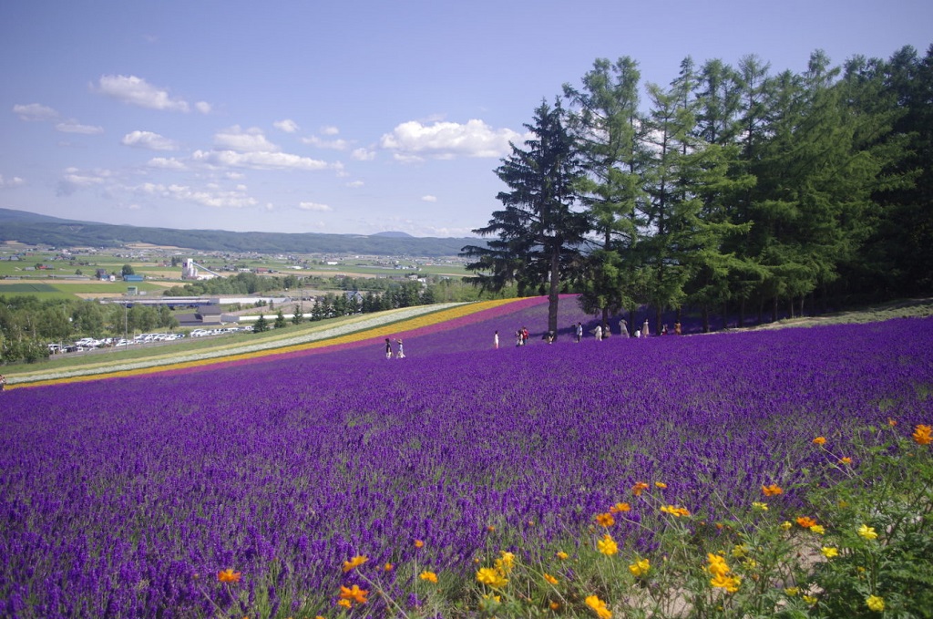 Mùa hoa lavender ở Hokkaido