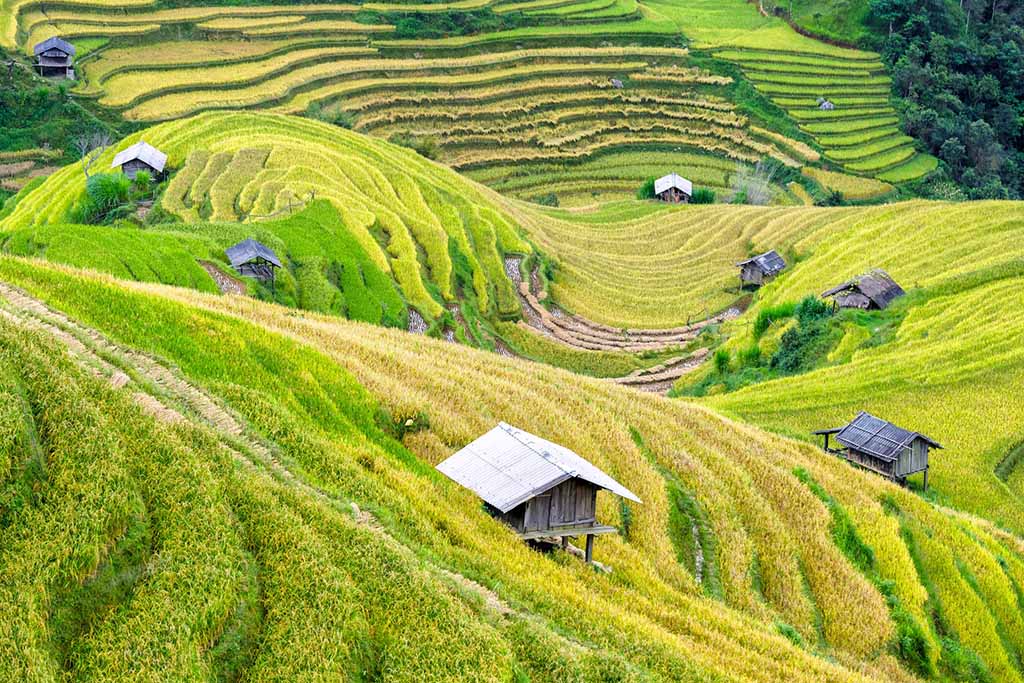 Vẻ đẹp Lìm Mông mùa lúa chín