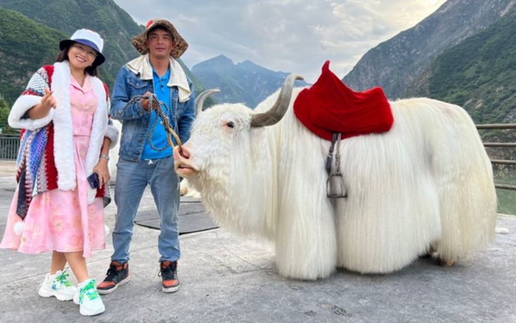 Chụp ảnh cùng bò Tây Tạng