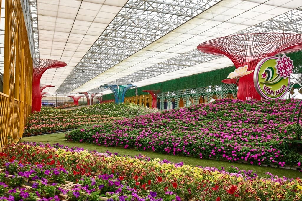 Hoa hồng, cẩm tú cầu, đồng tiền tại Làng hoa Vạn Thành Đà Lạt