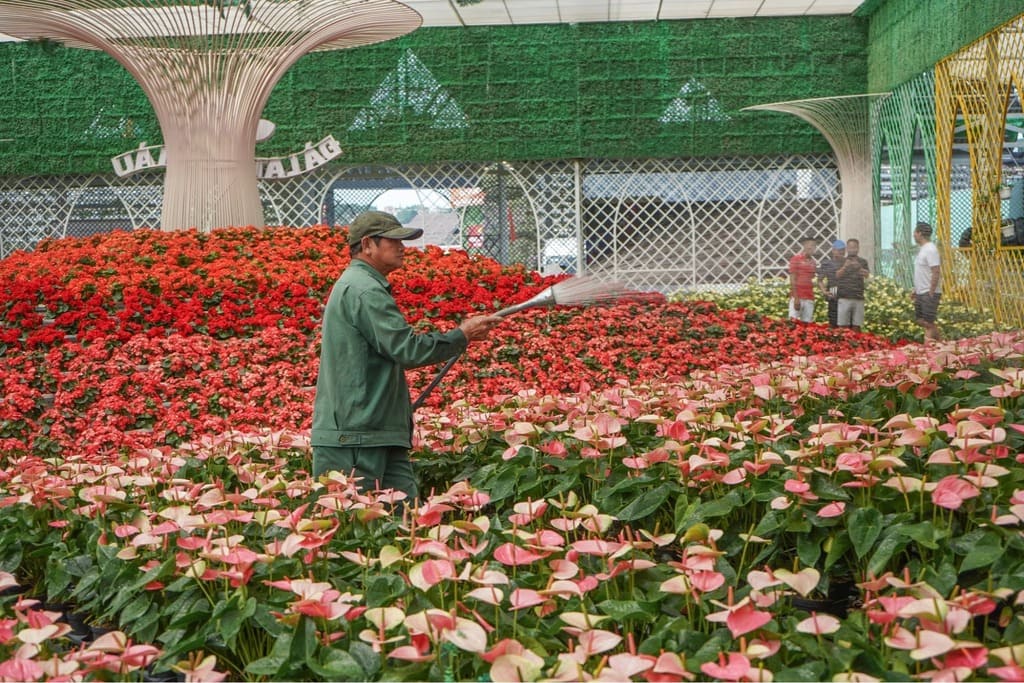 Luống hoa nhiều màu tại làng hoa Vạn Thành