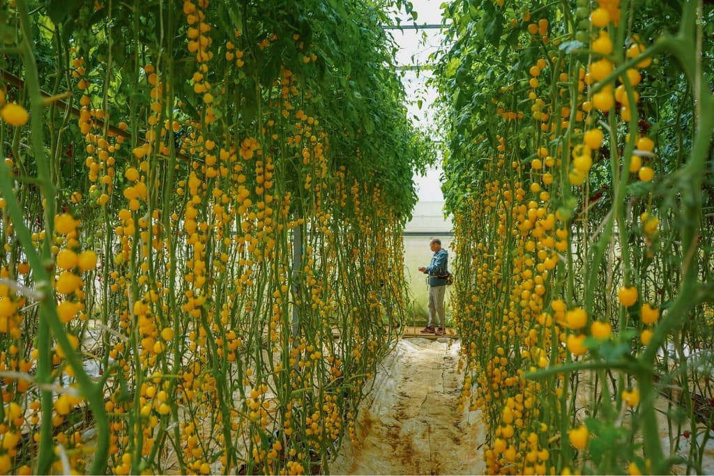 Nhà kính trồng hoa quả tại làng hoa Vạn Thành