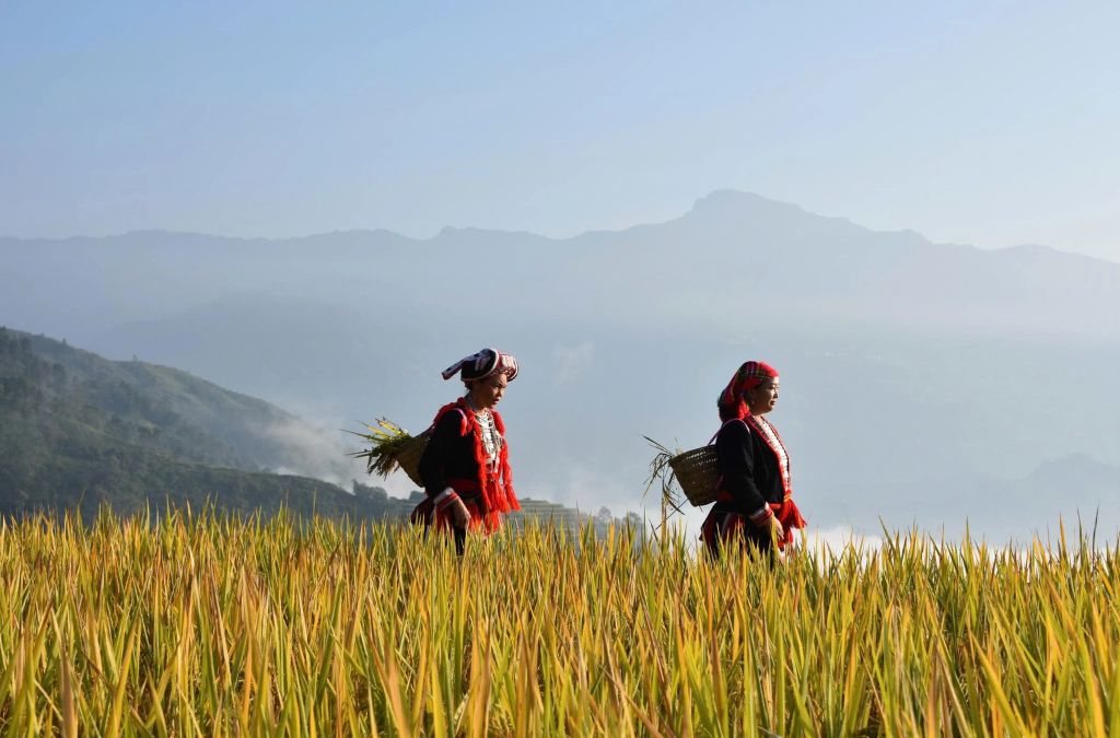 Người dân đi giữa nương ruộng vùng cao tại Lô Lô Chải