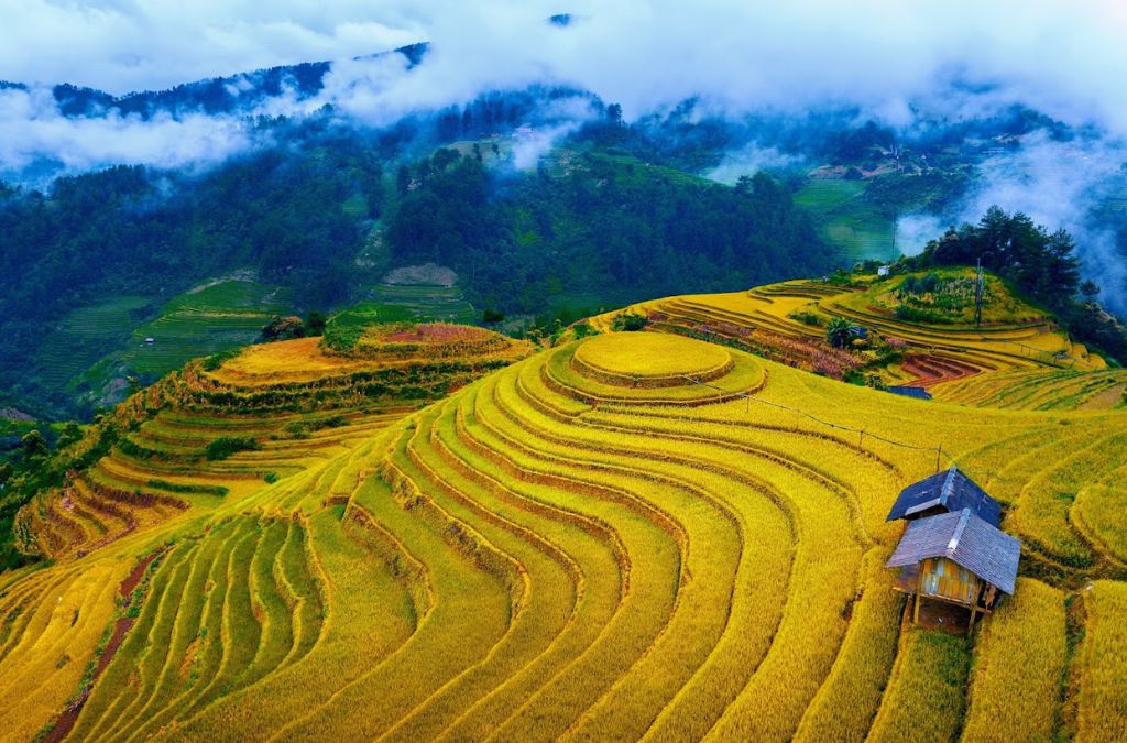 Ruộng bậc thang Mù Cang Chải vào mùa lúa chín vàng rực rỡ