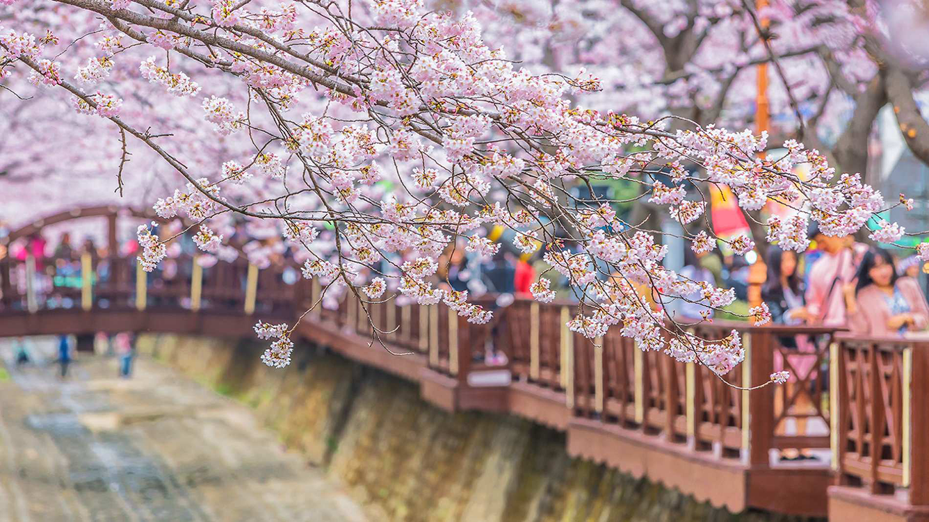 Khám phá lễ hội Hoa anh đào Jinhae Gunhangje: Lễ hội mùa xuân được mong chờ  nhất ở Hàn Quốc