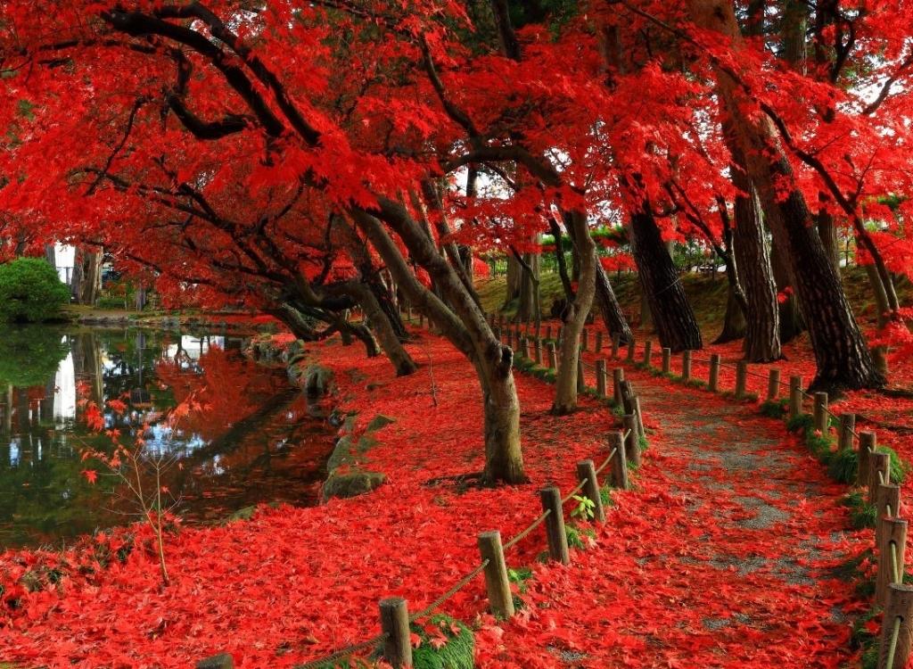 Lối đi phủ lá đỏ Tohoku