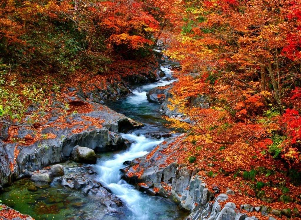 Suối giữa rừng lá đỏ Shikoku