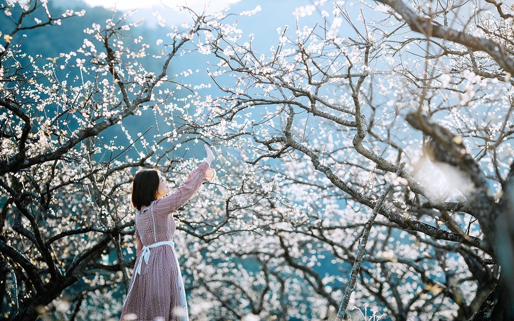 Mộc Châu mùa hoa nở đầu năm