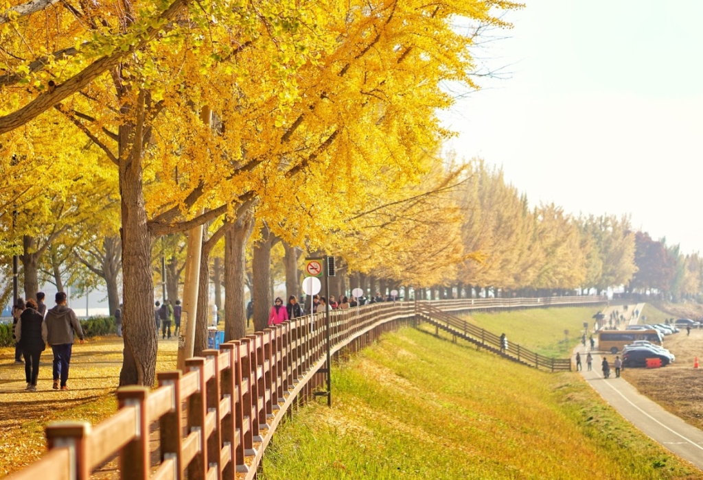 Đảo Nami mùa thu với hàng cây ngân hạnh vàng