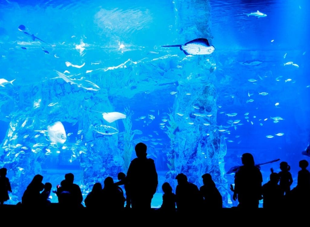 Bể cá tại Lotte World Aquarium