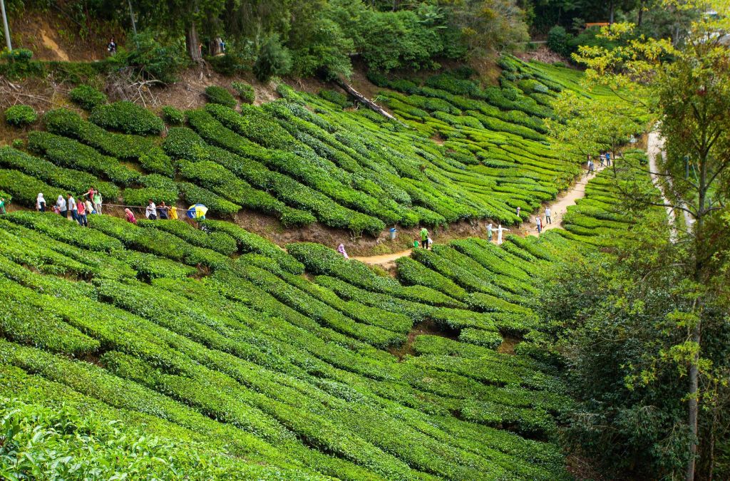 Những luống chè xanh uốn theo sườn đồi tại Cameron Highlands