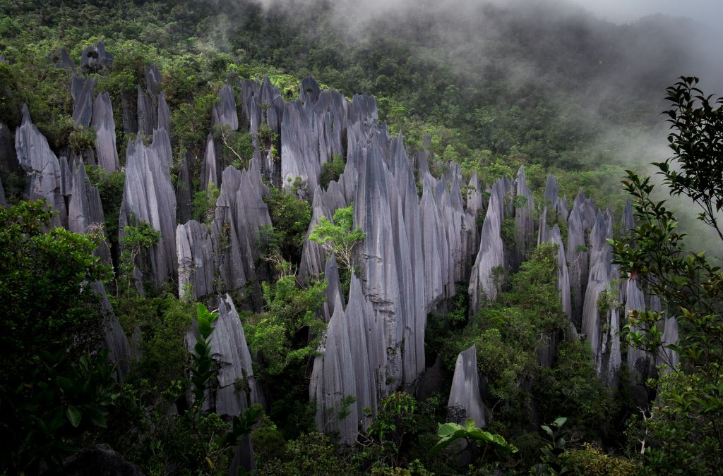Những mỏm đá vôi nhọn giữa rừng nhiệt đới Sarawak