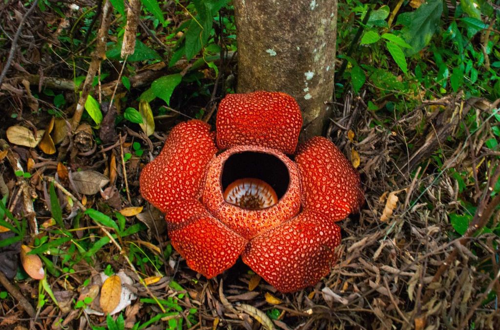 Hoa Rafflesia màu đỏ nở trong rừng Malaysia