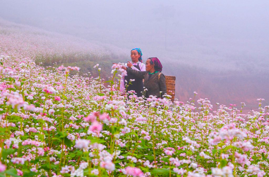 Người dân giữa cánh đồng hoa tam giác mạch tại Mèo Vạc