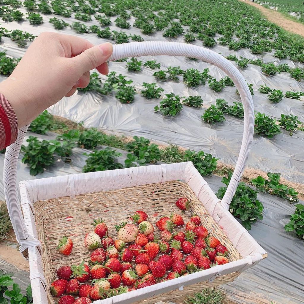 Trải nghiệm hái dâu tây chín đỏ tại nông trại Chimi Farm Mộc Châu