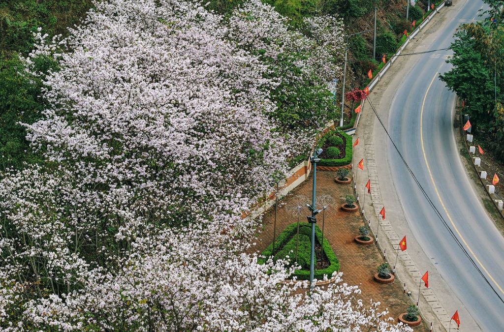 Hoa mận nở trắng dọc cung đường tại Mộc Châu vào mùa xuân