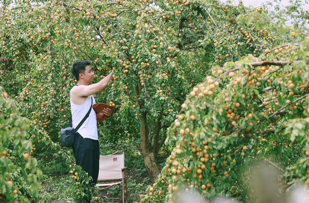 Vườn mận chín đỏ tại vườn mận Mộc Châu mùa hè